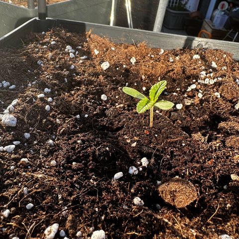Melonade Runtz growlog timeline photo