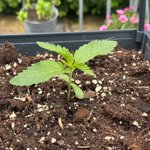 Melonade Runtz growlog timeline photo