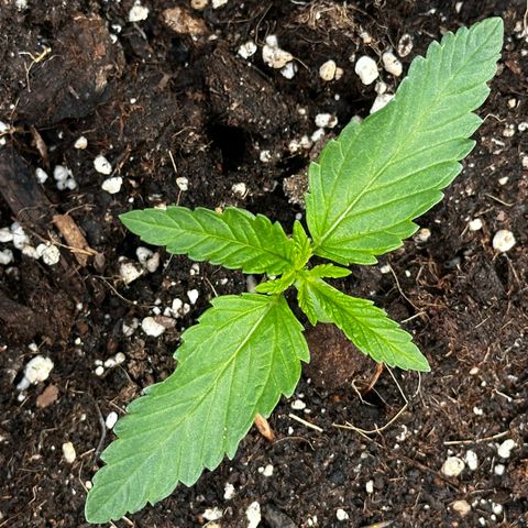 Melonade Runtz growlog timeline photo