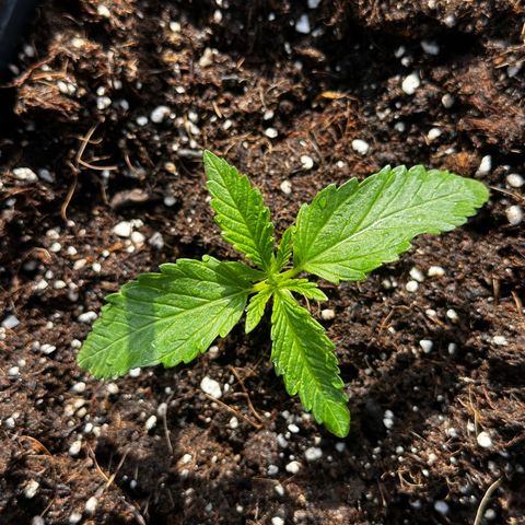 Melonade Runtz growlog timeline photo