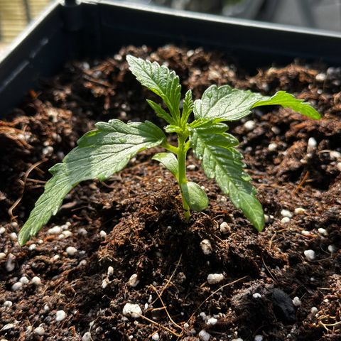 Melonade Runtz growlog timeline photo