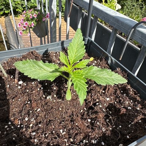Melonade Runtz growlog timeline photo