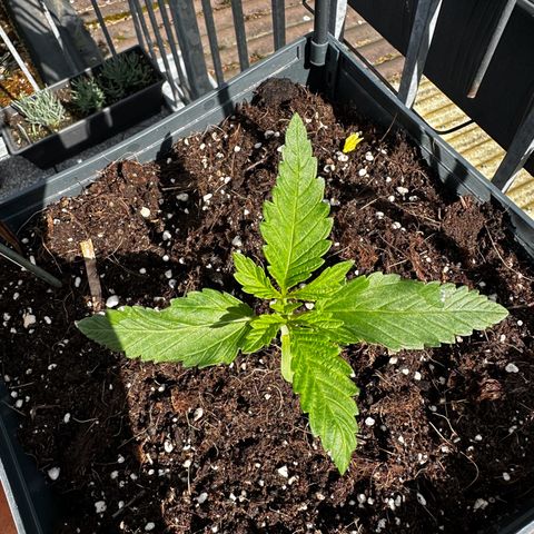 Melonade Runtz growlog timeline photo