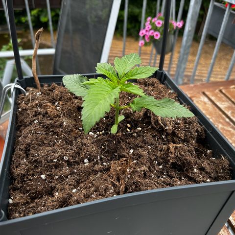 Melonade Runtz growlog timeline photo