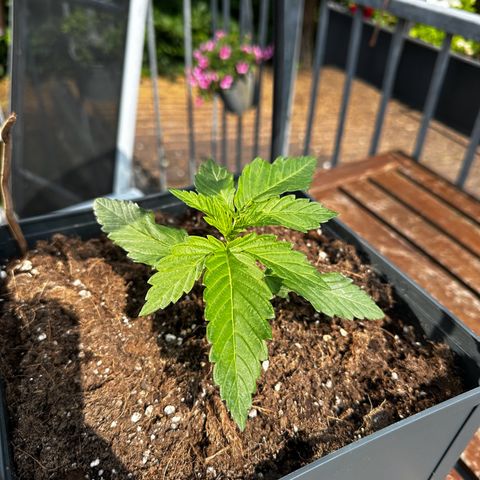 Melonade Runtz growlog timeline photo