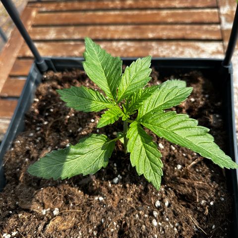 Melonade Runtz growlog timeline photo