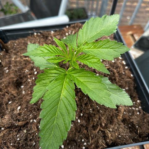 Melonade Runtz growlog timeline photo