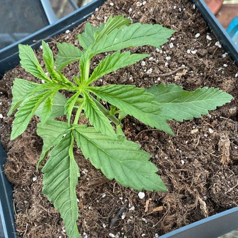 Melonade Runtz growlog timeline photo