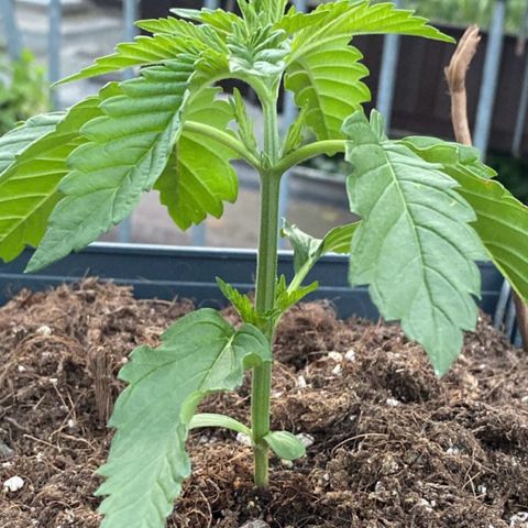 Melonade Runtz growlog timeline photo