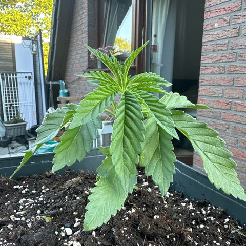 Melonade Runtz growlog timeline photo