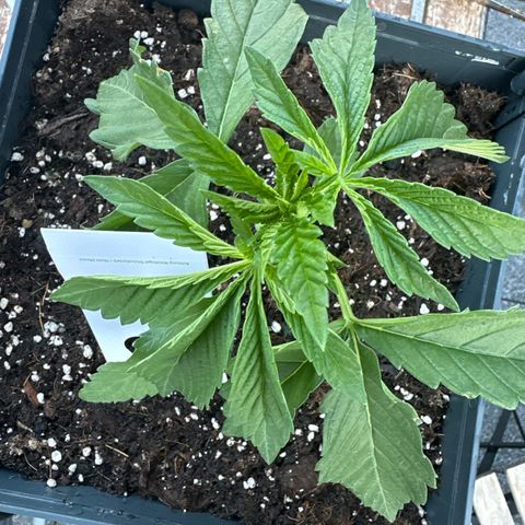 Melonade Runtz growlog timeline photo