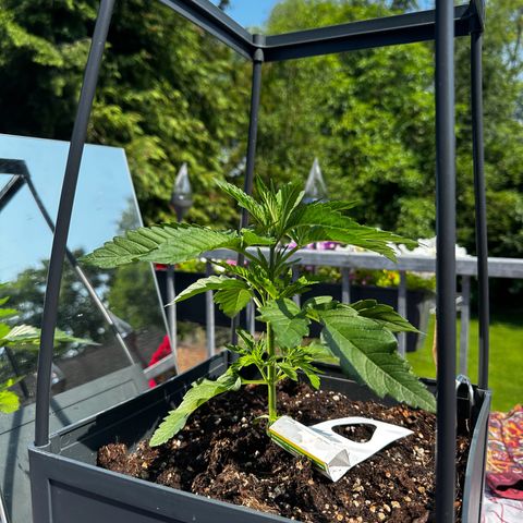 Melonade Runtz growlog timeline photo
