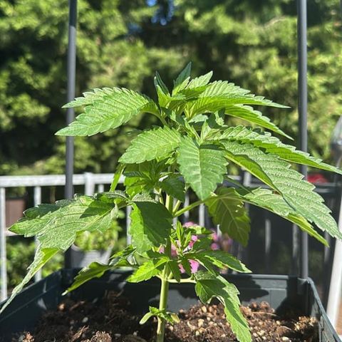 Melonade Runtz growlog timeline photo