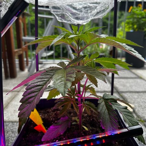 Melonade Runtz growlog timeline photo