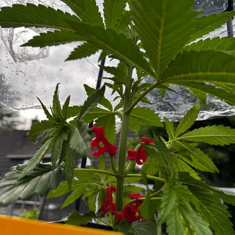 Melonade Runtz growlog timeline photo