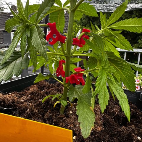 Melonade Runtz growlog timeline photo