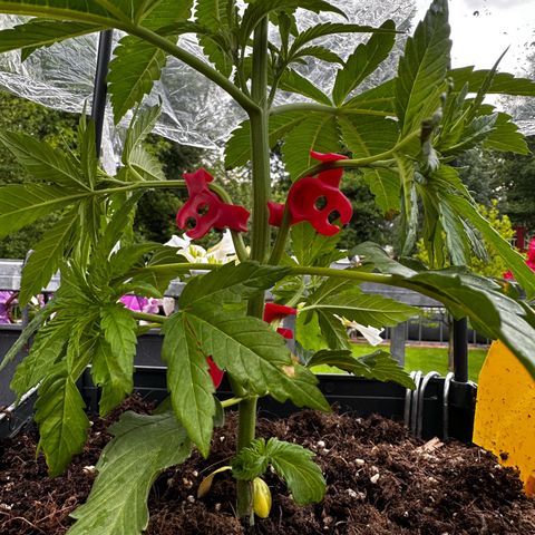 Melonade Runtz growlog timeline photo