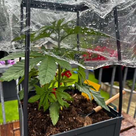 Melonade Runtz growlog timeline photo