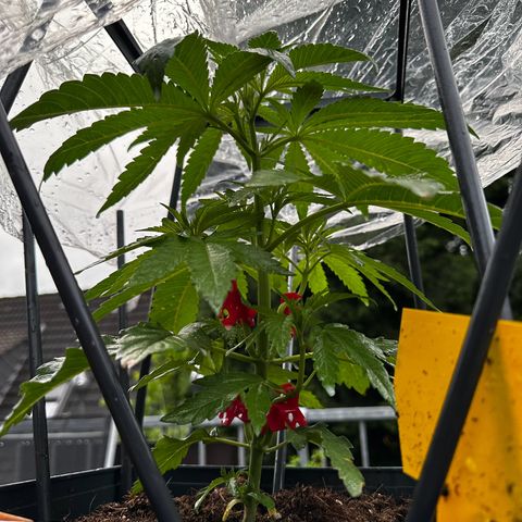 Melonade Runtz growlog photo: Weiterhin schlechtes Wetter…
