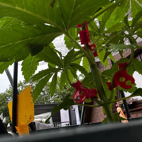 Melonade Runtz growlog photo: Weiterhin schlechtes Wetter…