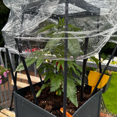 Melonade Runtz growlog photo: Weiterhin schlechtes Wetter…