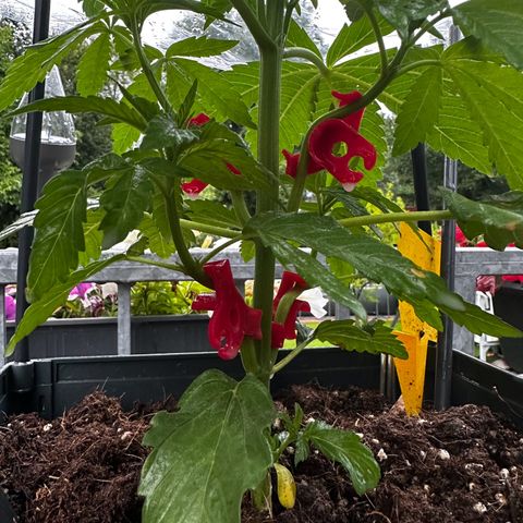 Melonade Runtz growlog photo: Weiterhin schlechtes Wetter…