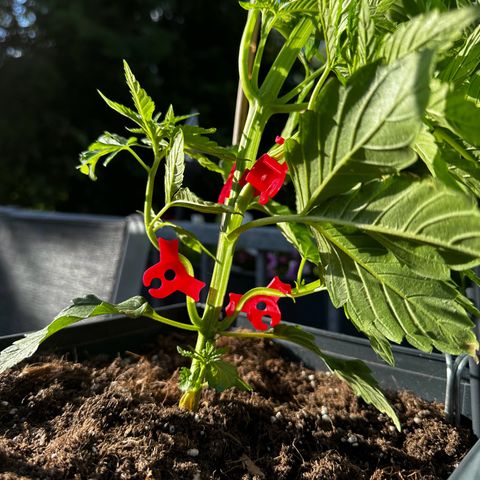 Melonade Runtz growlog timeline photo