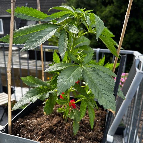 Melonade Runtz growlog timeline photo