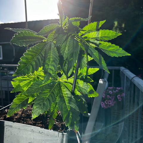 Melonade Runtz growlog timeline photo