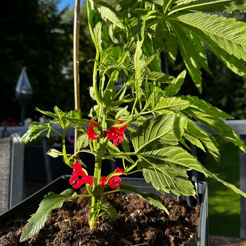 Melonade Runtz growlog timeline photo