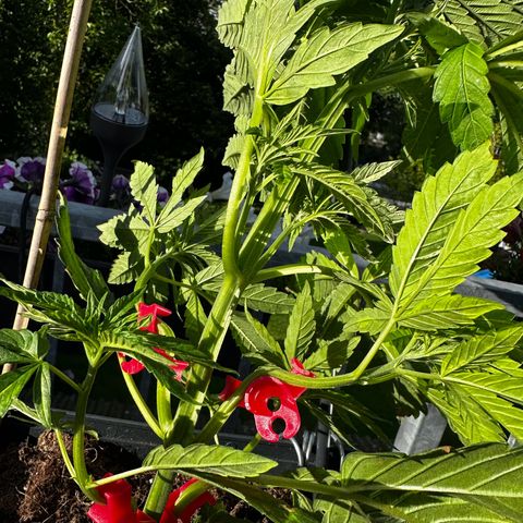 Melonade Runtz growlog timeline photo