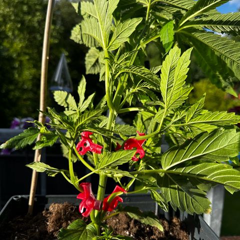 Melonade Runtz growlog timeline photo