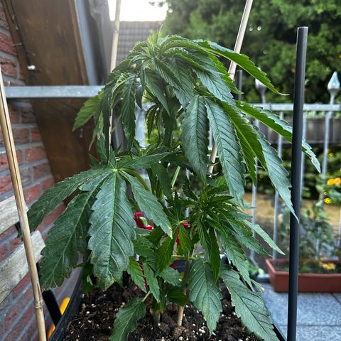 Melonade Runtz growlog timeline photo