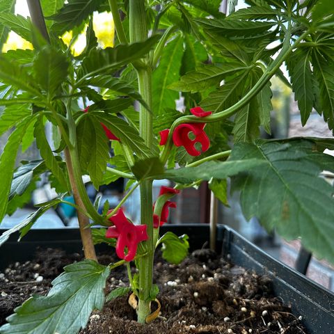 Melonade Runtz growlog timeline photo