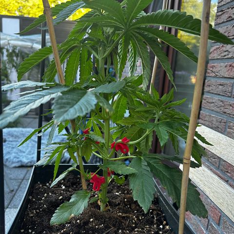 Melonade Runtz growlog timeline photo