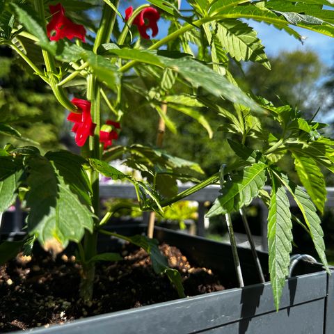Melonade Runtz growlog timeline photo