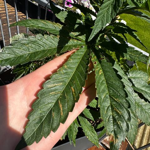 Melonade Runtz growlog timeline photo