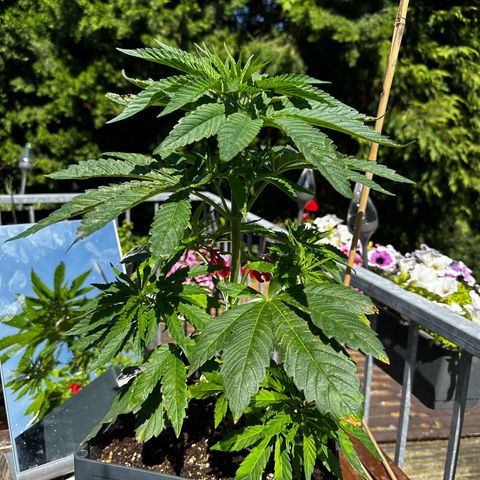 Melonade Runtz growlog timeline photo