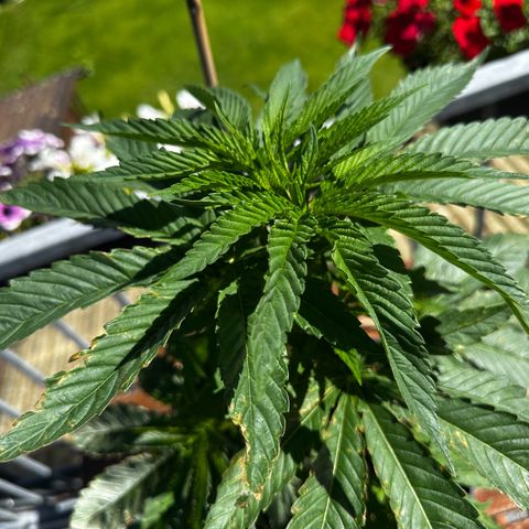 Melonade Runtz growlog timeline photo
