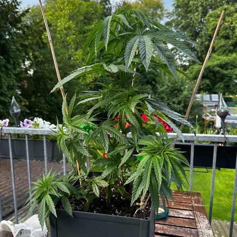 Melonade Runtz growlog timeline photo
