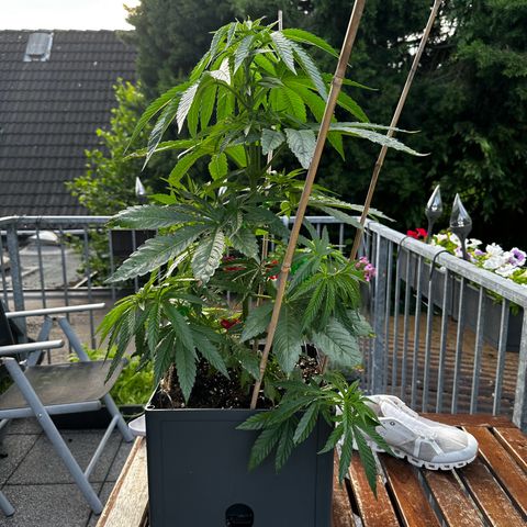 Melonade Runtz growlog timeline photo