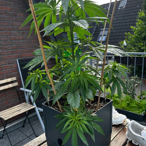 Melonade Runtz growlog timeline photo