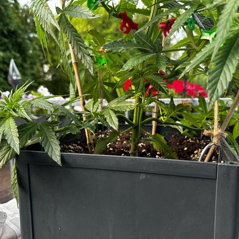 Melonade Runtz growlog timeline photo