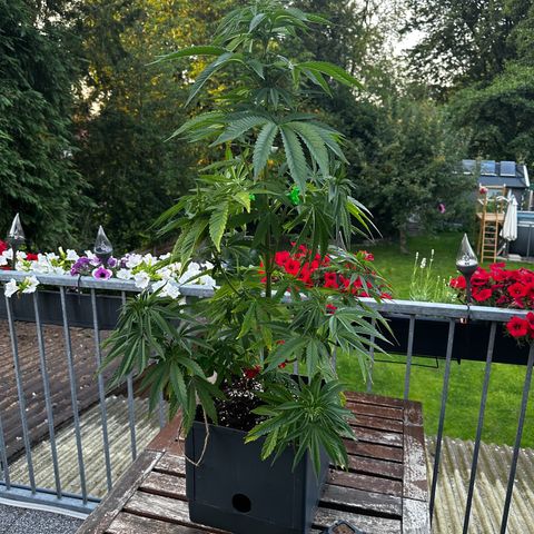 Melonade Runtz growlog timeline photo