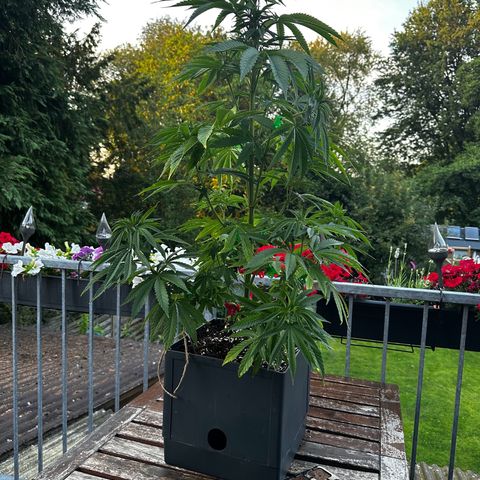 Melonade Runtz growlog timeline photo