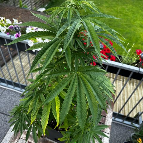 Melonade Runtz growlog timeline photo
