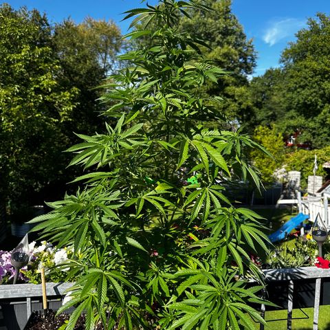 Melonade Runtz growlog timeline photo