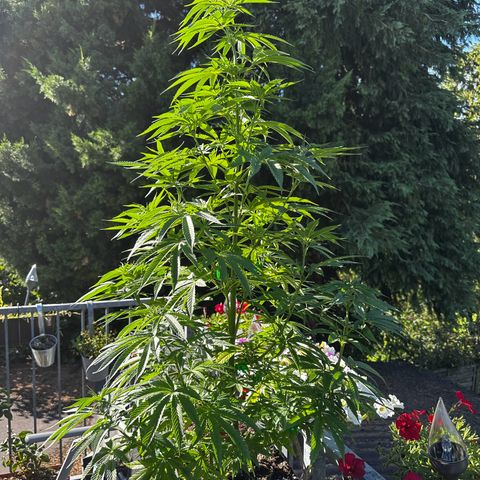 Melonade Runtz growlog timeline photo
