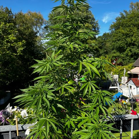 Melonade Runtz growlog timeline photo