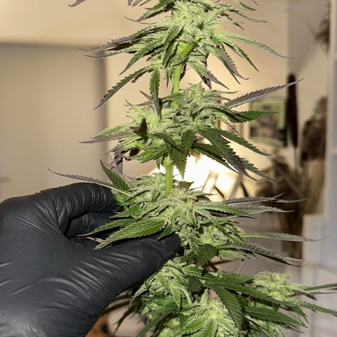 Melonade Runtz growlog timeline photo